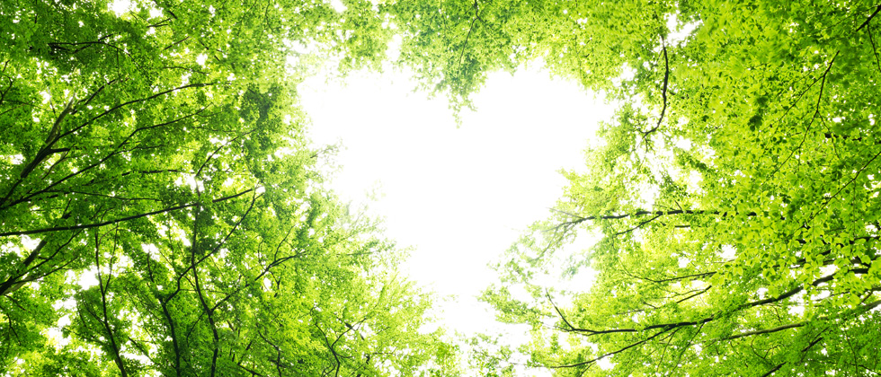 A heart shape formed in the sky by tree branches and leaves